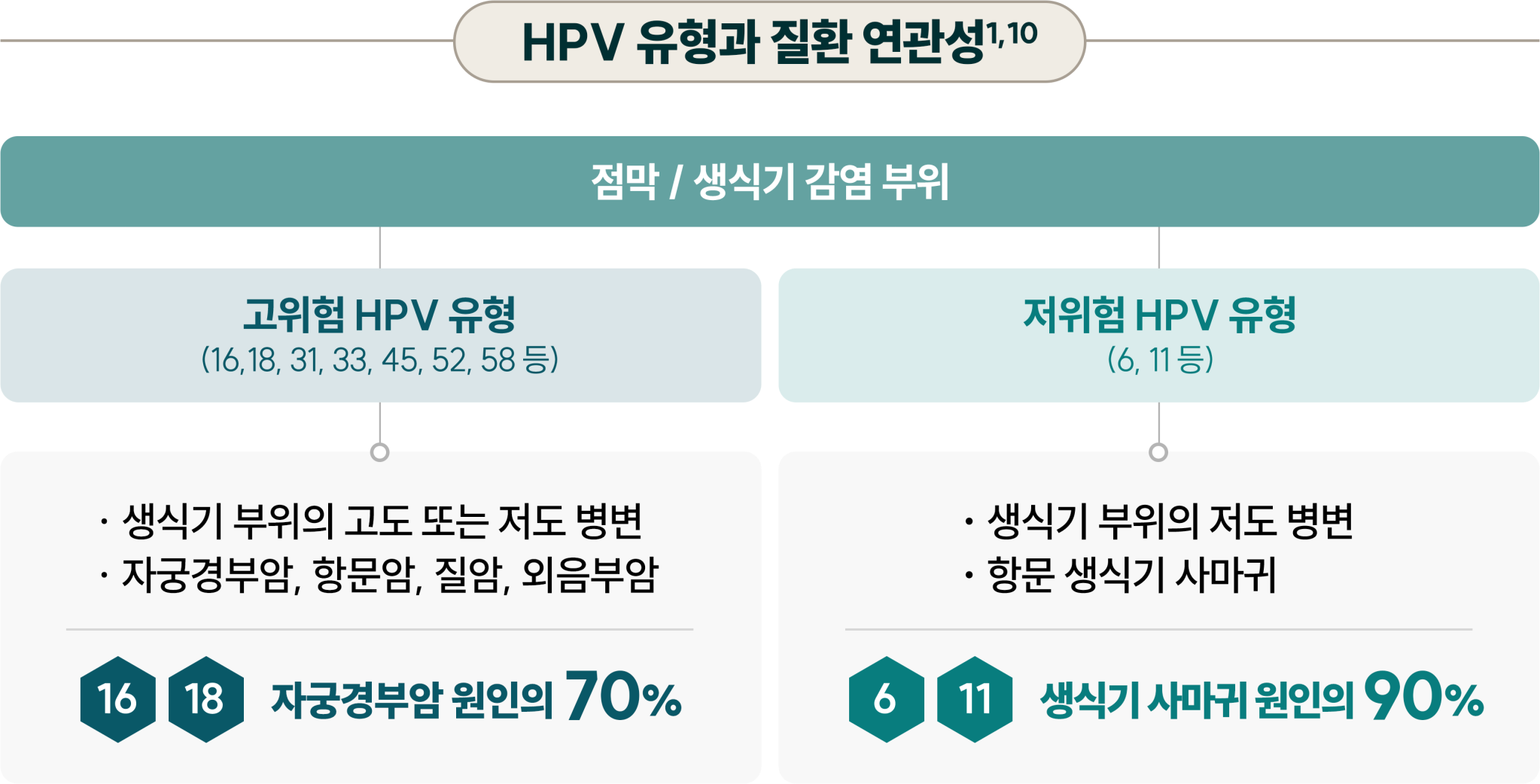 고위험 HPV 16·18·31·33·45·52·58형 등은 자궁경부암·항문암·질암·외음부암 등과 관련되며 자궁경부암 원인의 70%를 차지합니다. 저위험 HPV 6·11형 등은 생식기 사마귀 원인의 90%를 차지합니다.¹,¹⁰